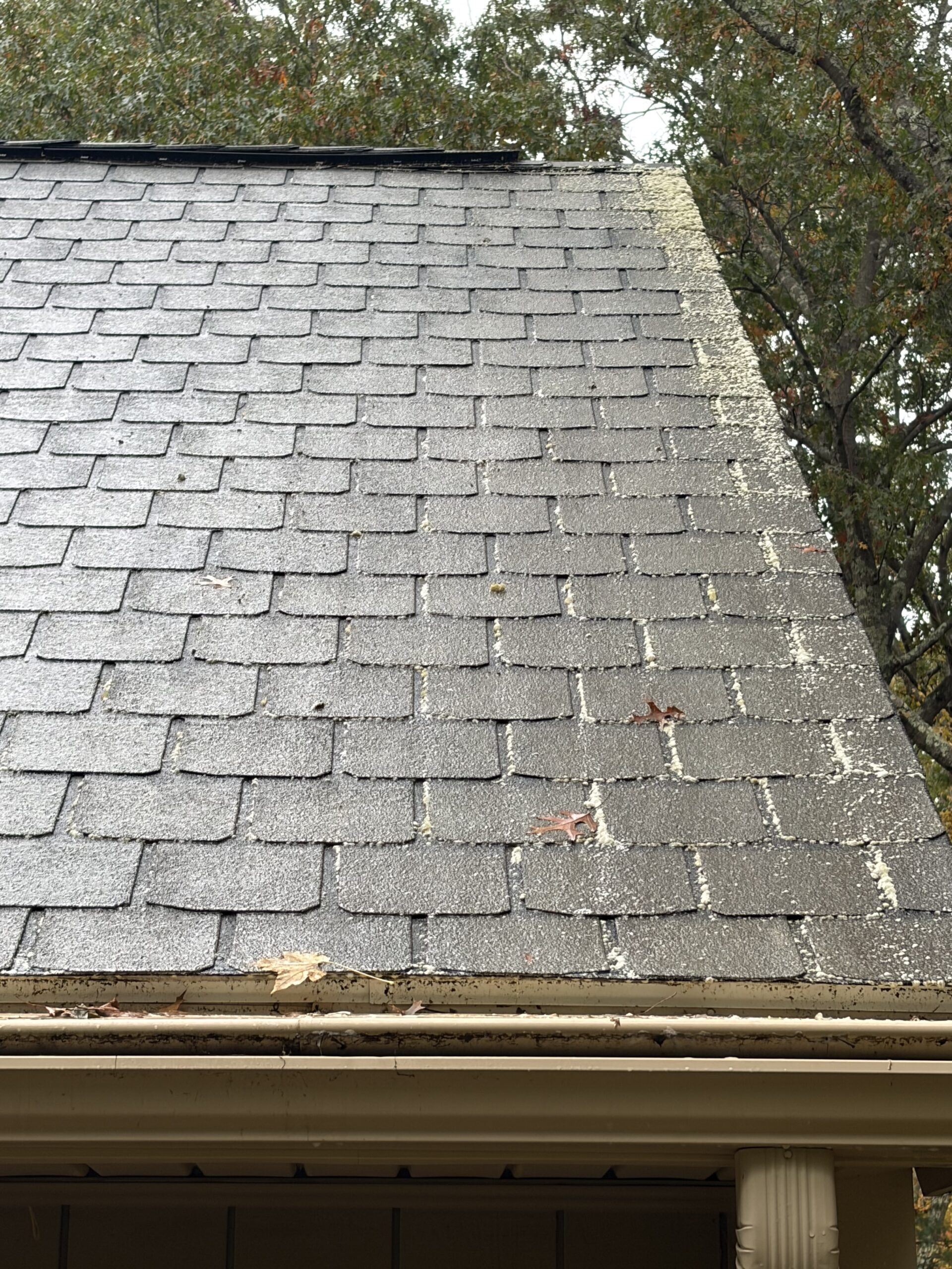Original Mojo roof moss treatment project photograph